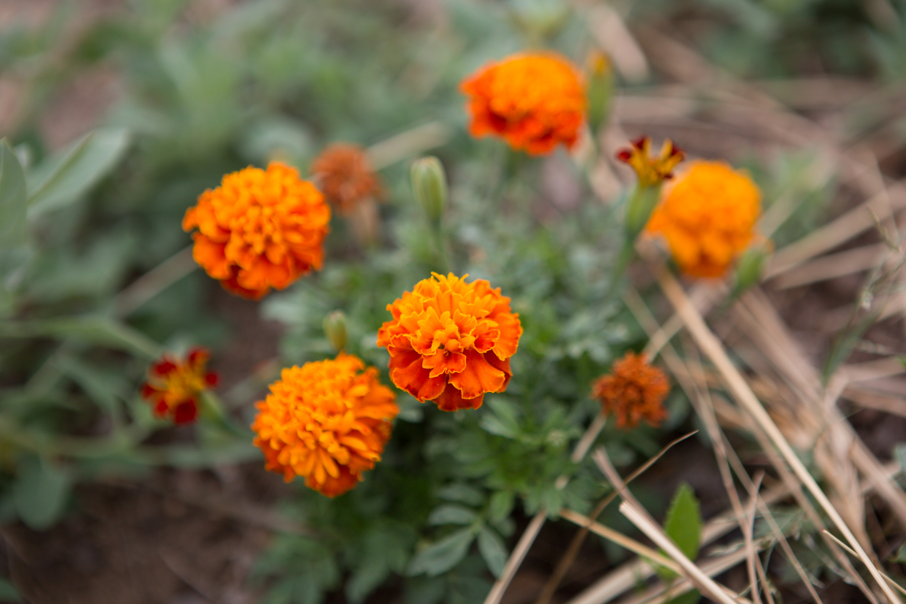 Brigit's Bounty Giving Garden and Summer Camp