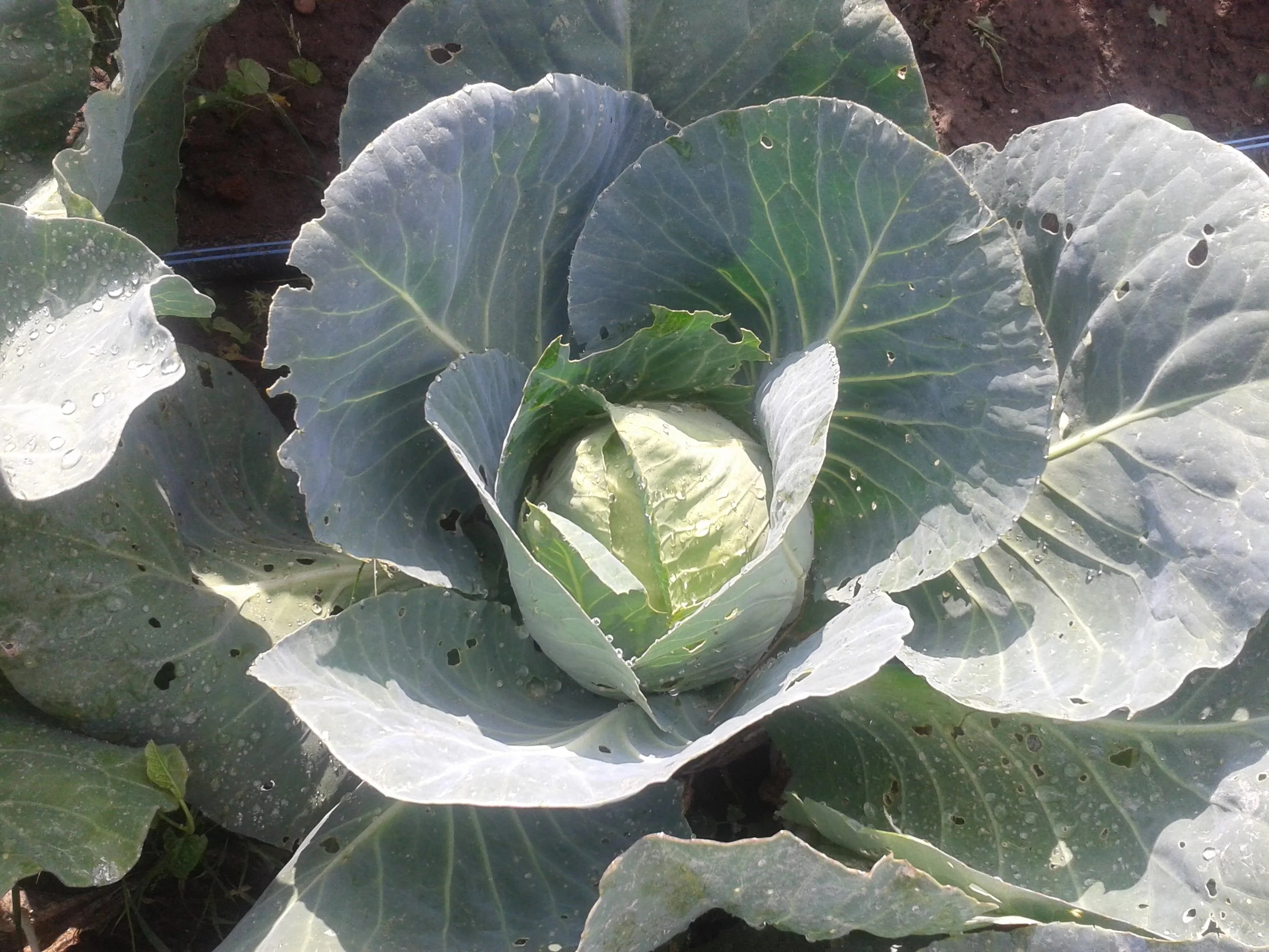 cabbage.jpg
