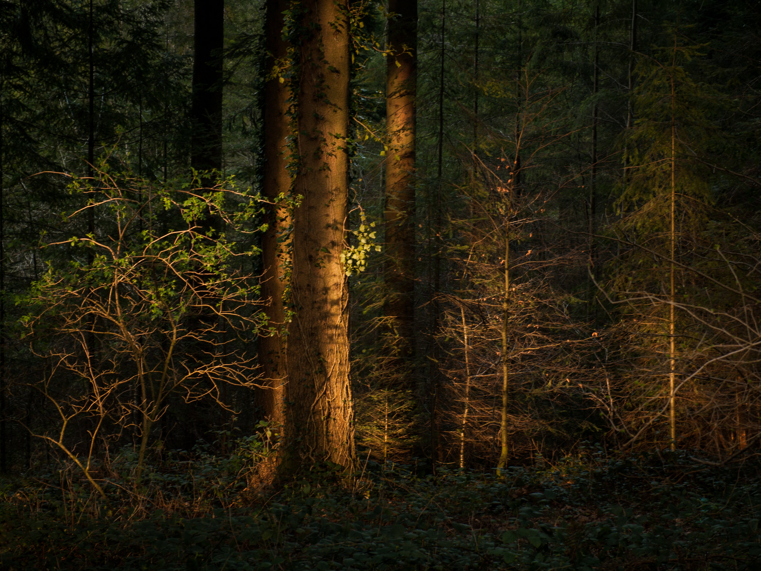 Leica Digilux 3, Leica 14mm to 50mm lens. Fedw wood, Chepstow.