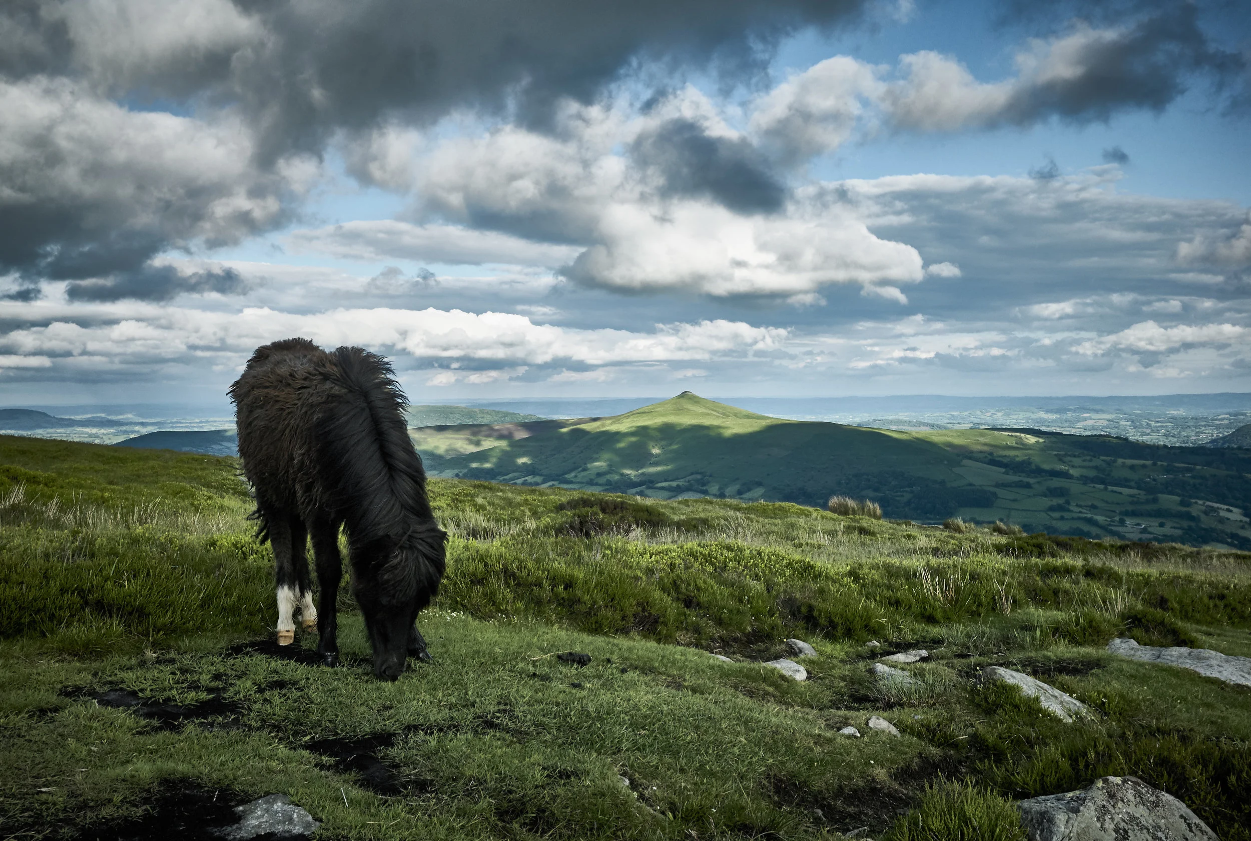 Leica M8. Wild Horse on Pen Cerrig Calch. 