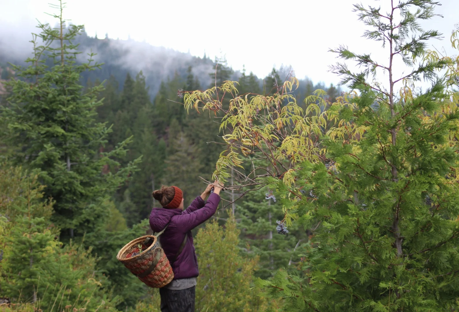 Foraging with Intention + Wild Preservation