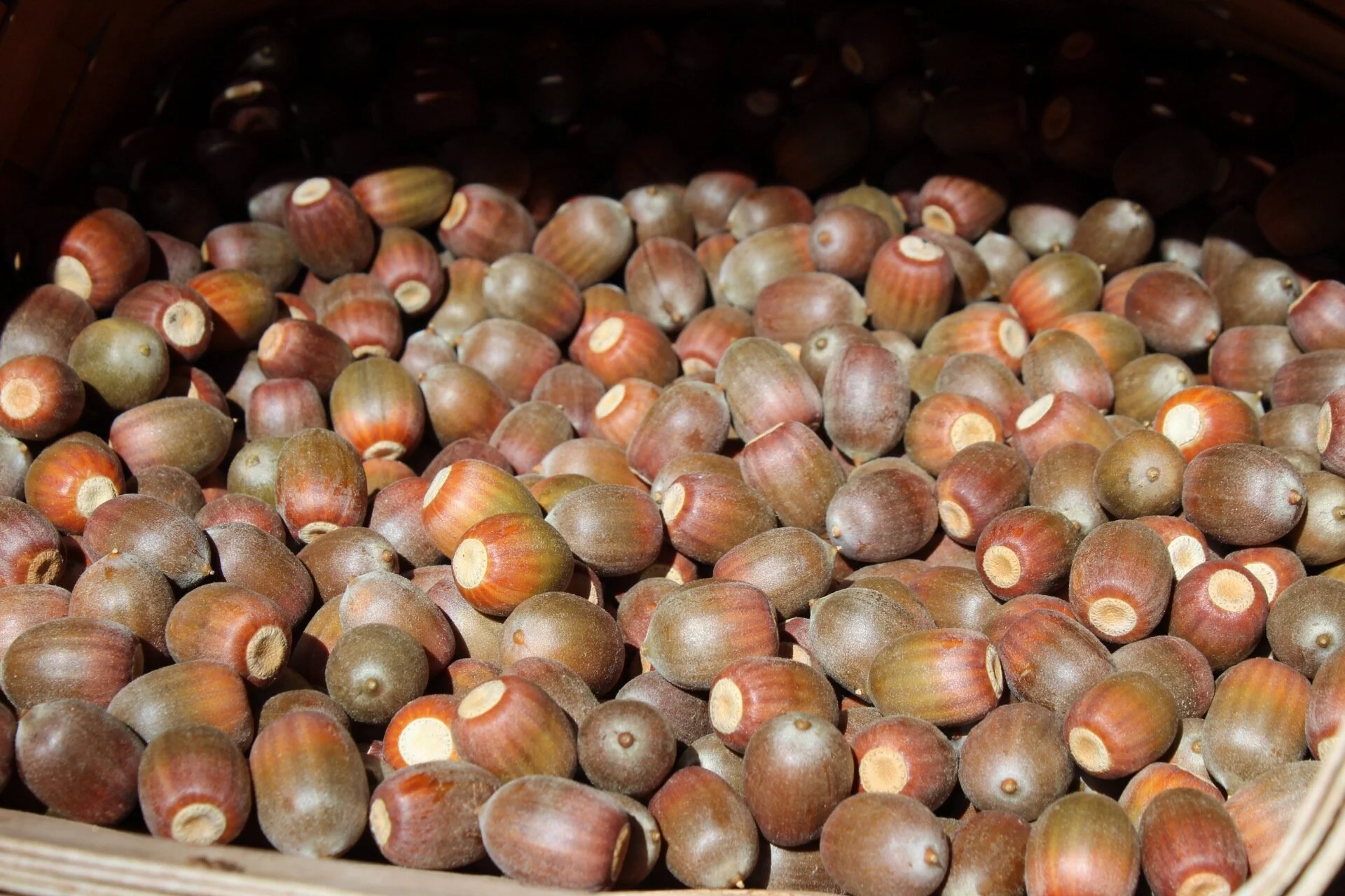 Slowing Down + Deepening my Relationship with Earth