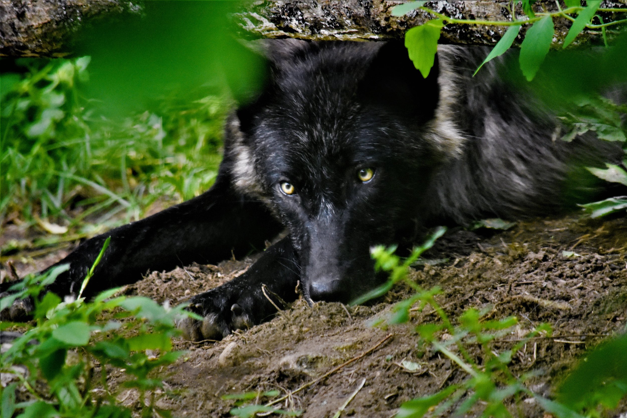 DSC_0304 (3).JPG