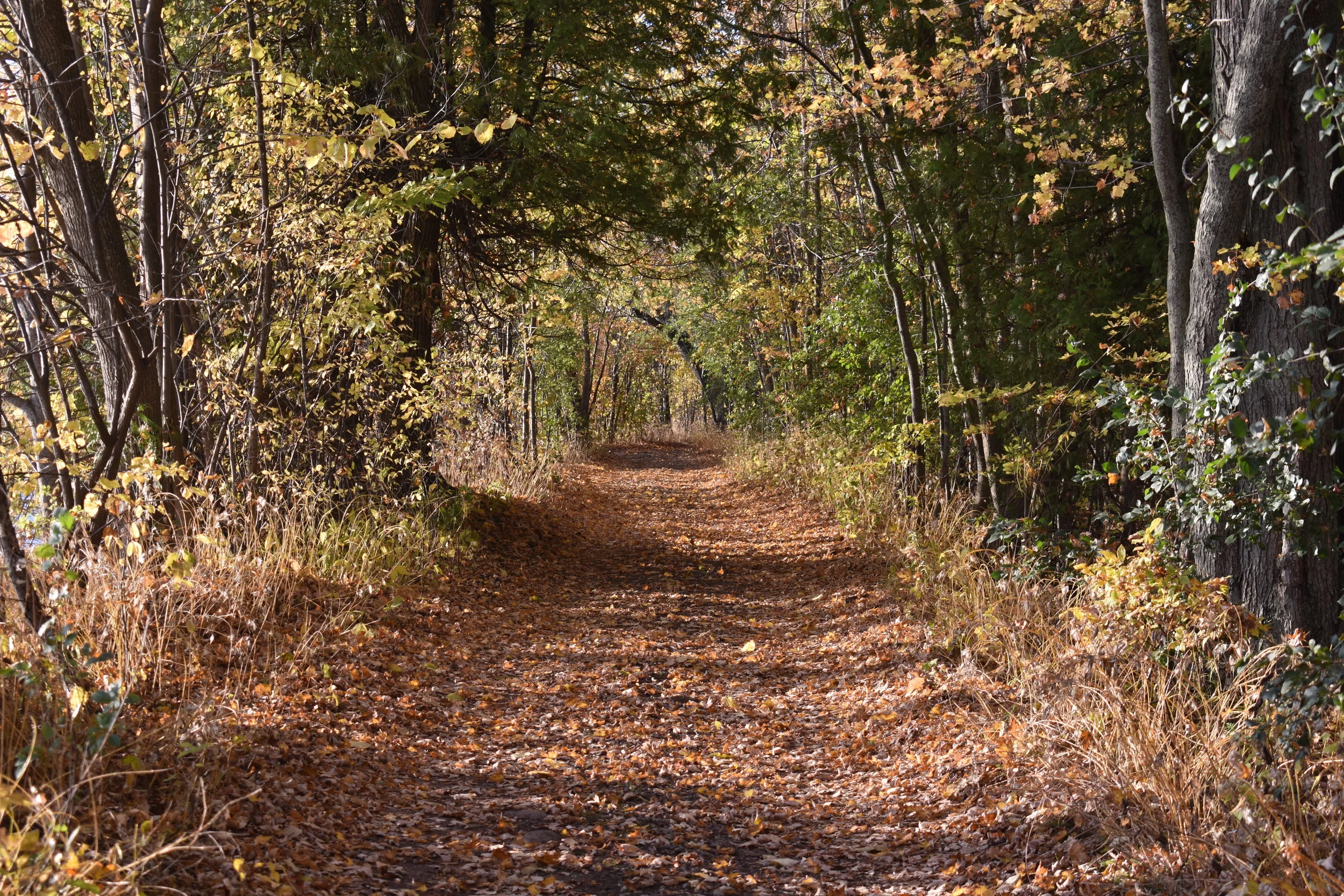 DSC_0650.JPG