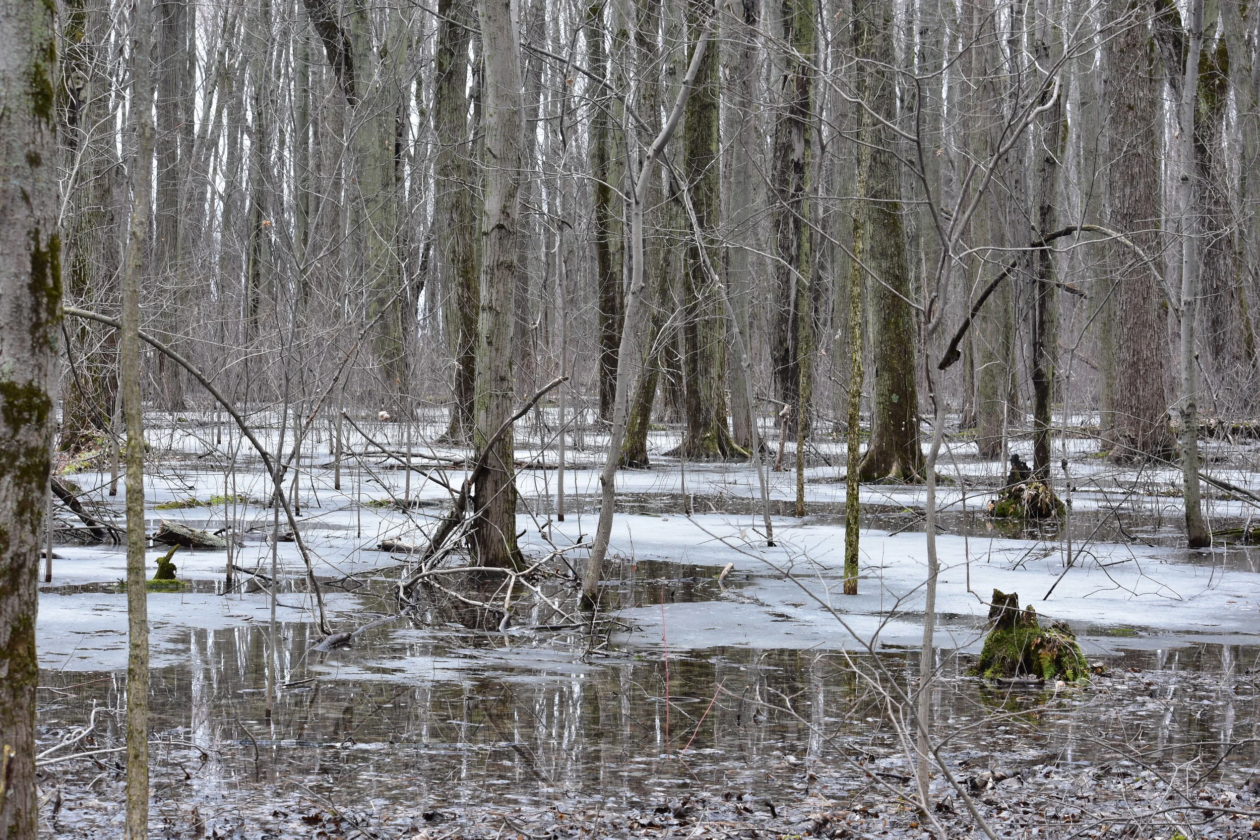 DSC_0080.JPG