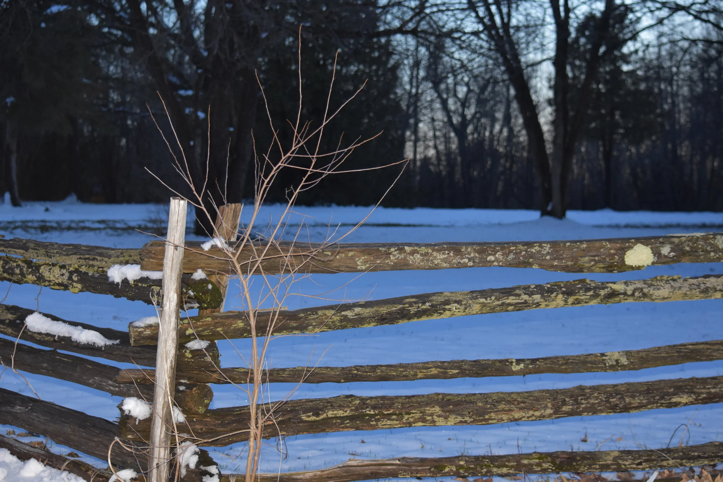 DSC_0444.JPG