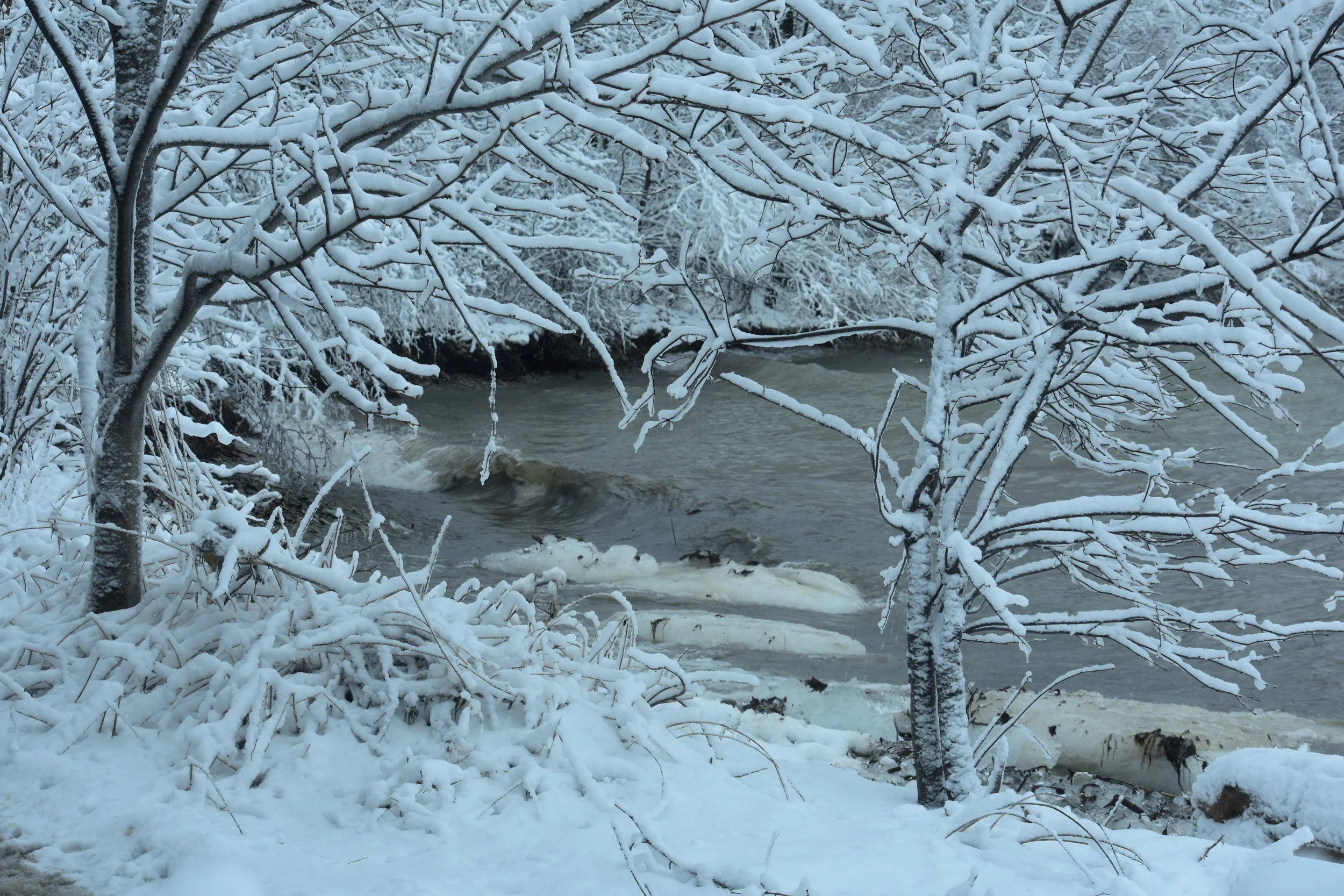 DSC_0426.JPG