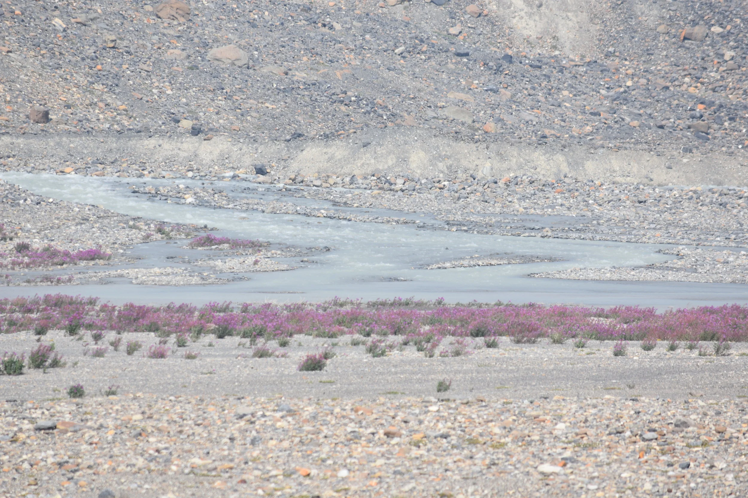 DSC_0210.JPG