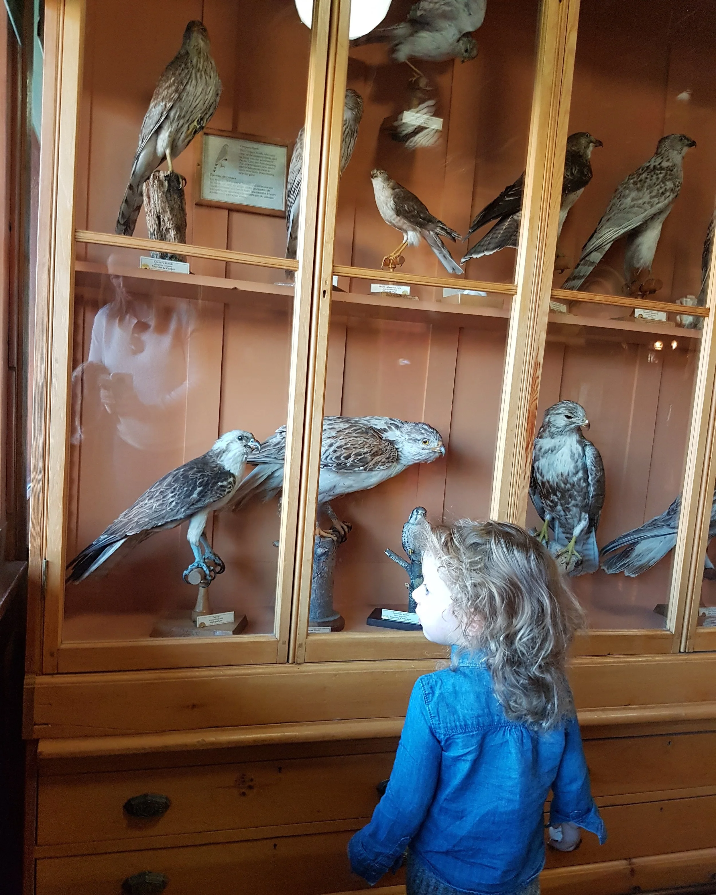 banff museum review.jpg