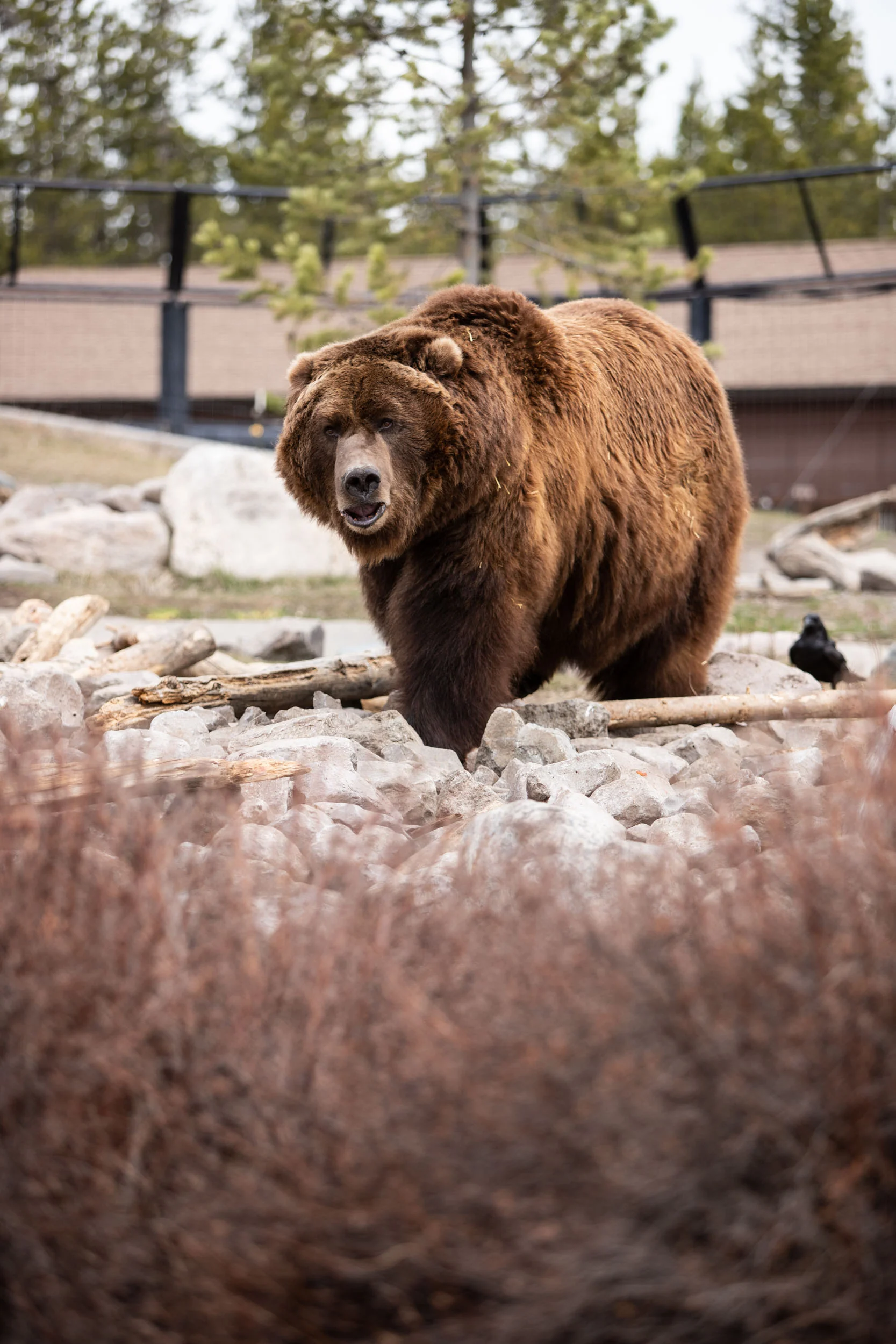 Grizzly & Wolf Discovery Center-20.jpg