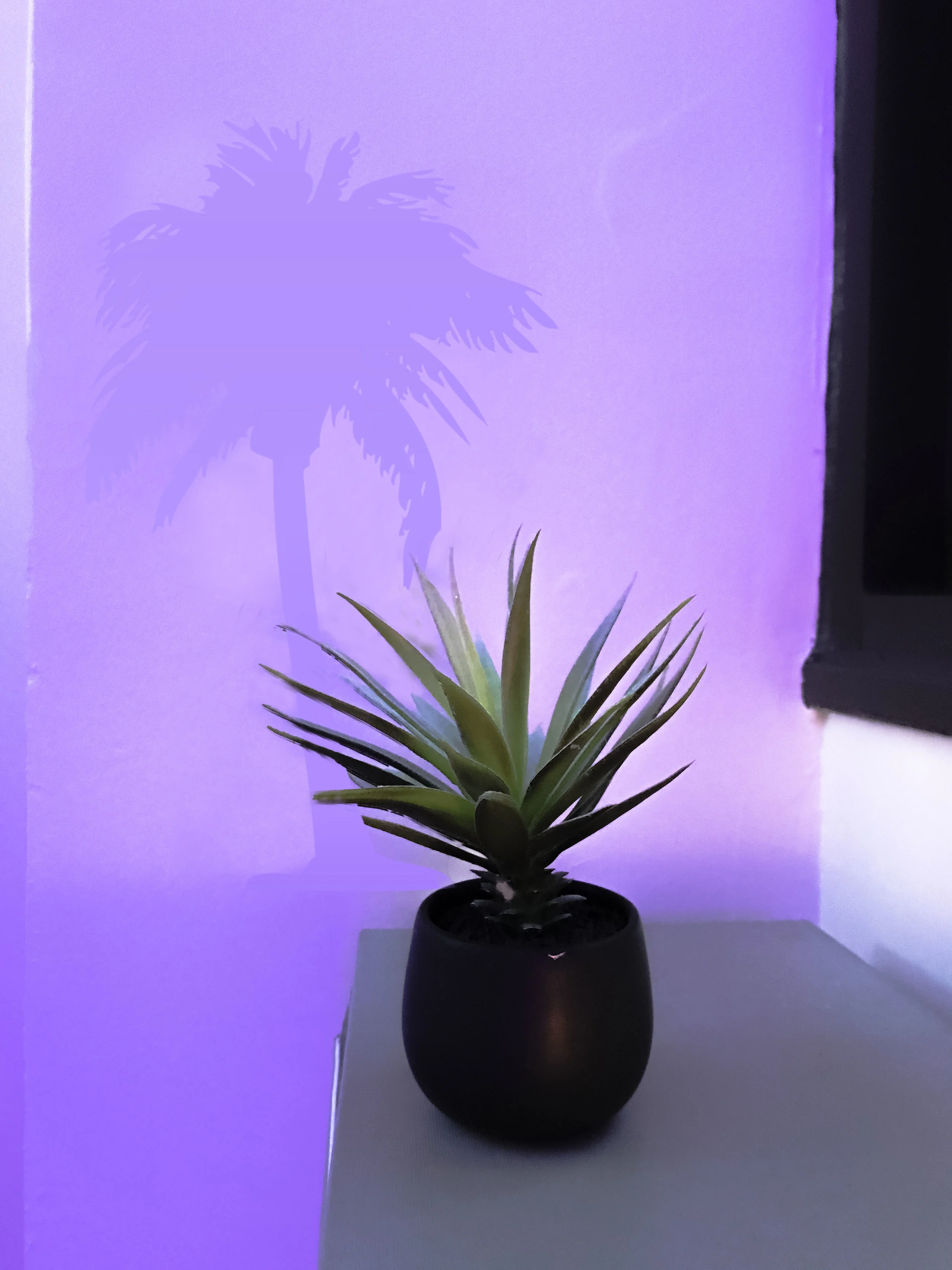 palm tree shadow.jpg