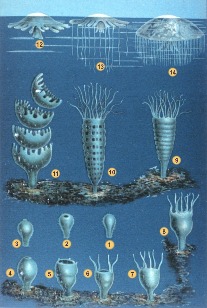1-3 Larva searches for site 4-8 Polyp grows 9-11 Strobilation into Medusae 12-14 Medusa grows From Schleiden M. J. "Die Entwicklung der Meduse". In: "Das Meer". Verlag und Druck A. Sacco Nachf., Berlin, 1869.NOAA photo librarySchleiden-meduse.jpg, Public Domain, https://commons.wikimedia.org/w/index.php?curid=816317