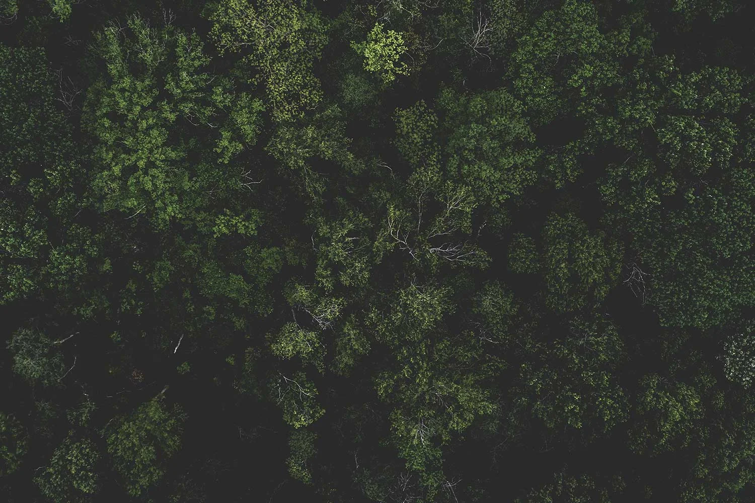 Tree_1.jpg