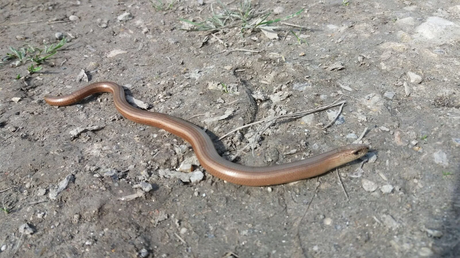 A slow worm!