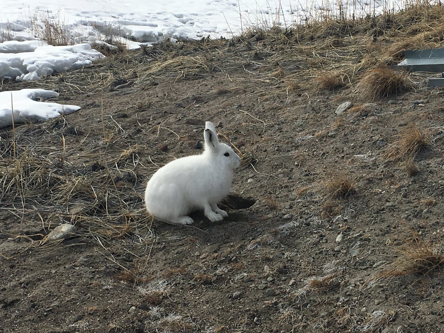 Arctic Hare: I had crawl about 20 feet and take 30 photos to get this one good image!