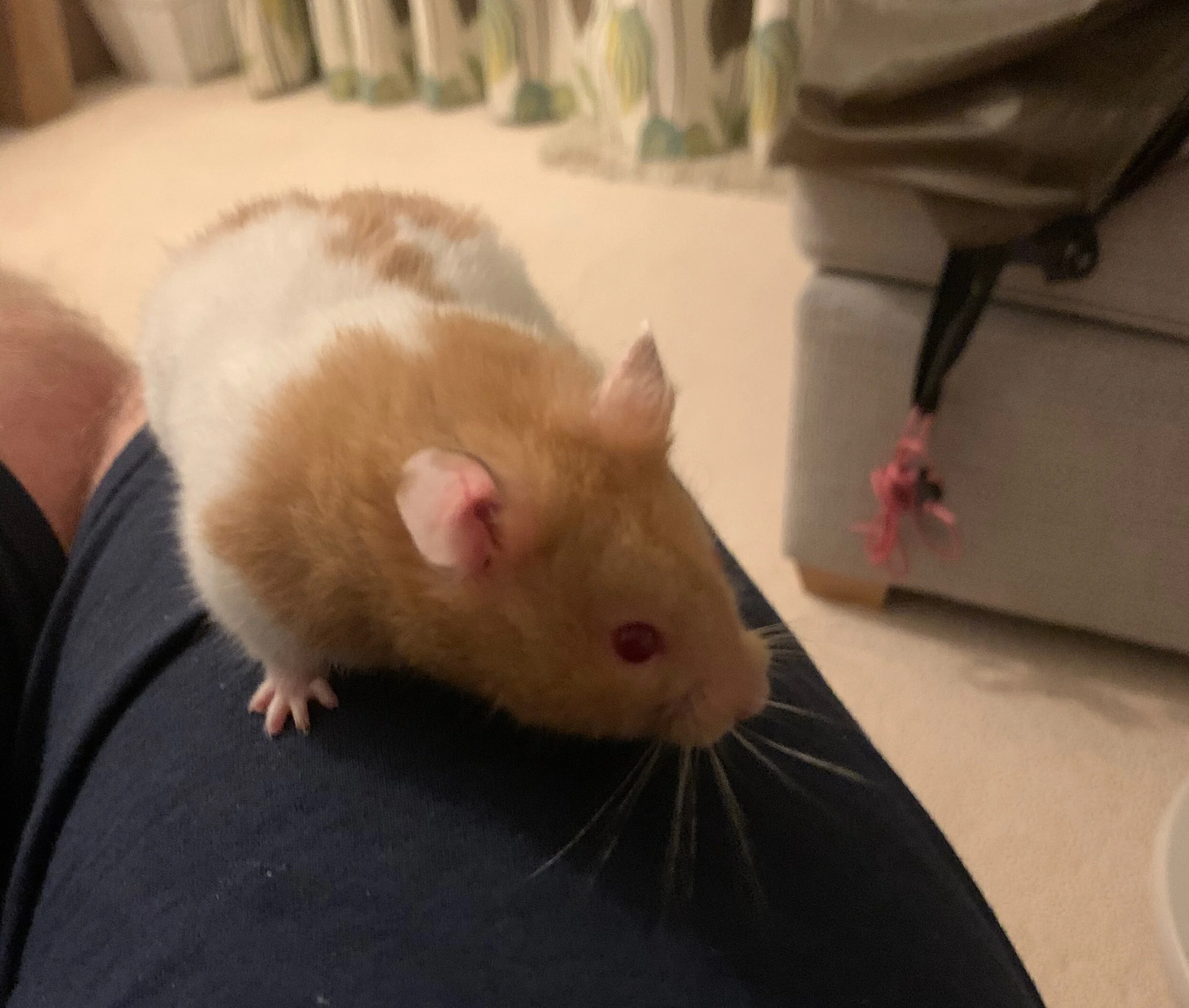 Yuri, the SEO hamster