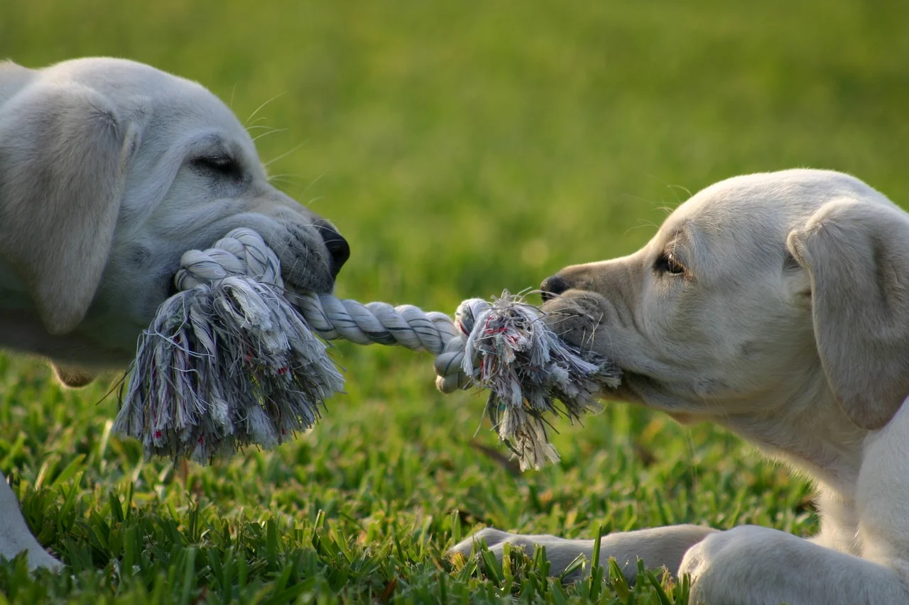 puppy-1647692_1280.jpg
