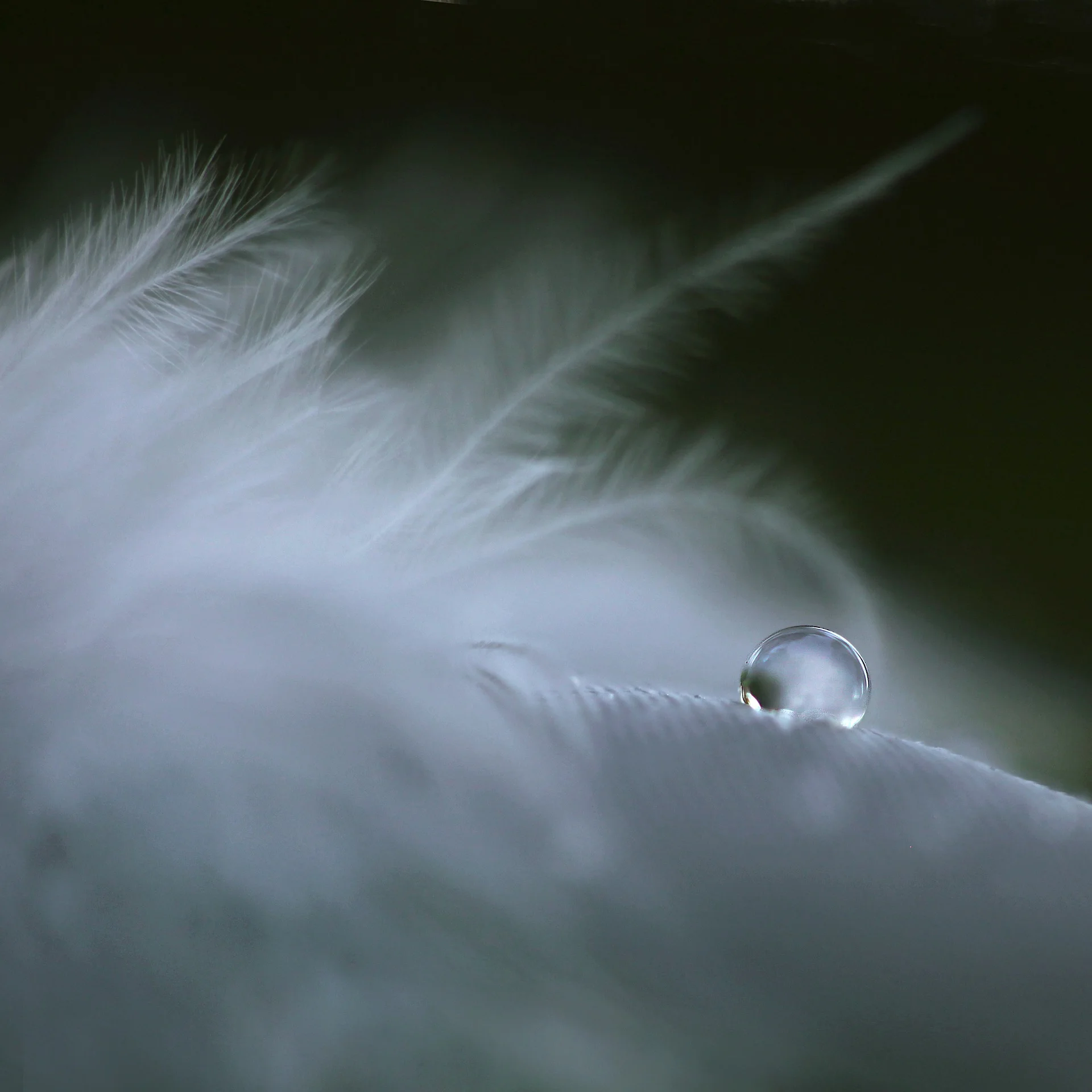 feather USE FOR THE REALITY OF LOSS.jpg
