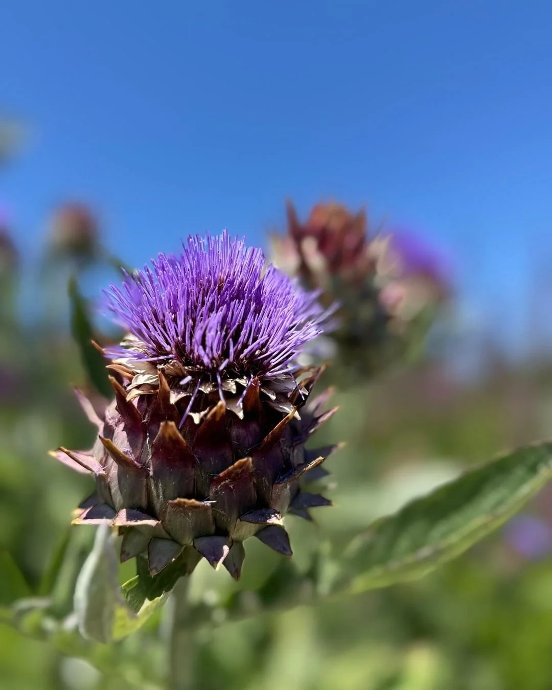 One of the best parts of traveling? Seeing design through a new lens. ️ 

Every texture, color, and pattern we encountered this summer has a way of sparking ideas sometimes in the smallest details. 

Bringing that inspiration into design is where mag