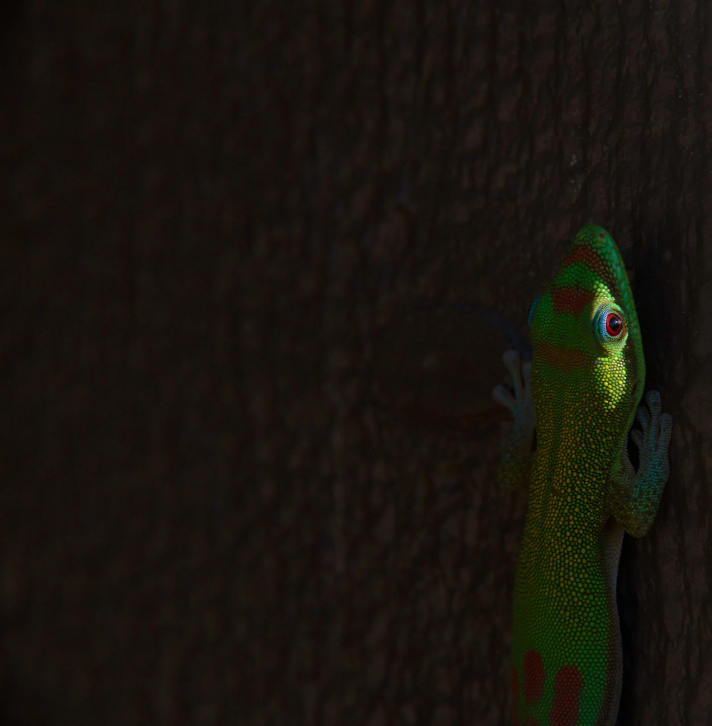VI Resorts Gecko.jpg