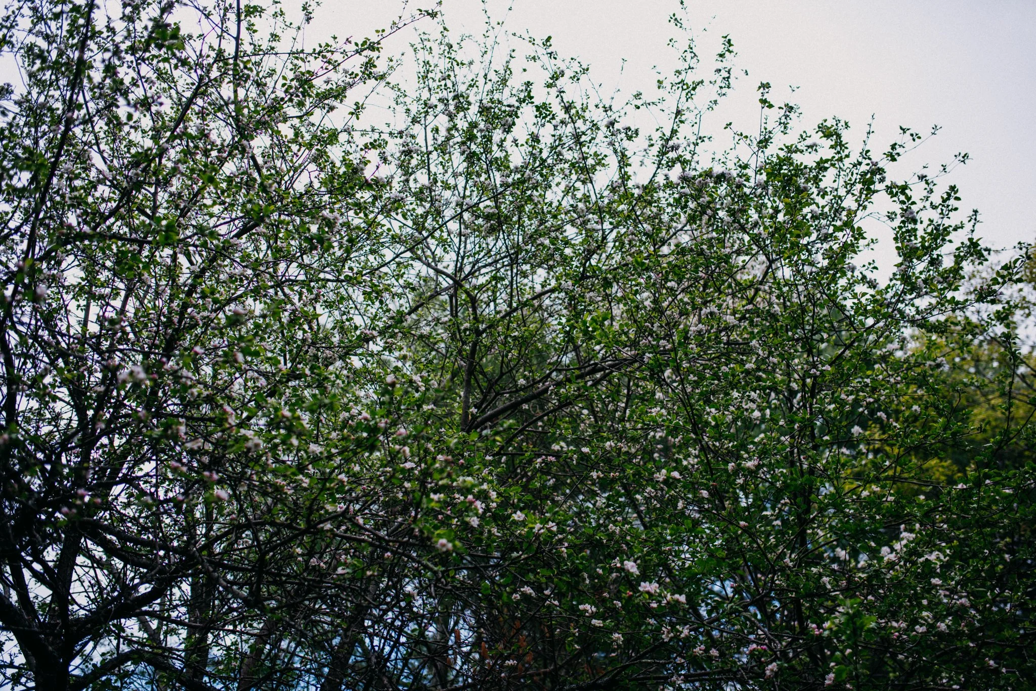 Maine Maternity Photography Rebecca Pinkham Beaux and Arrows New England Boston New Hampshire Photographer Motherhood