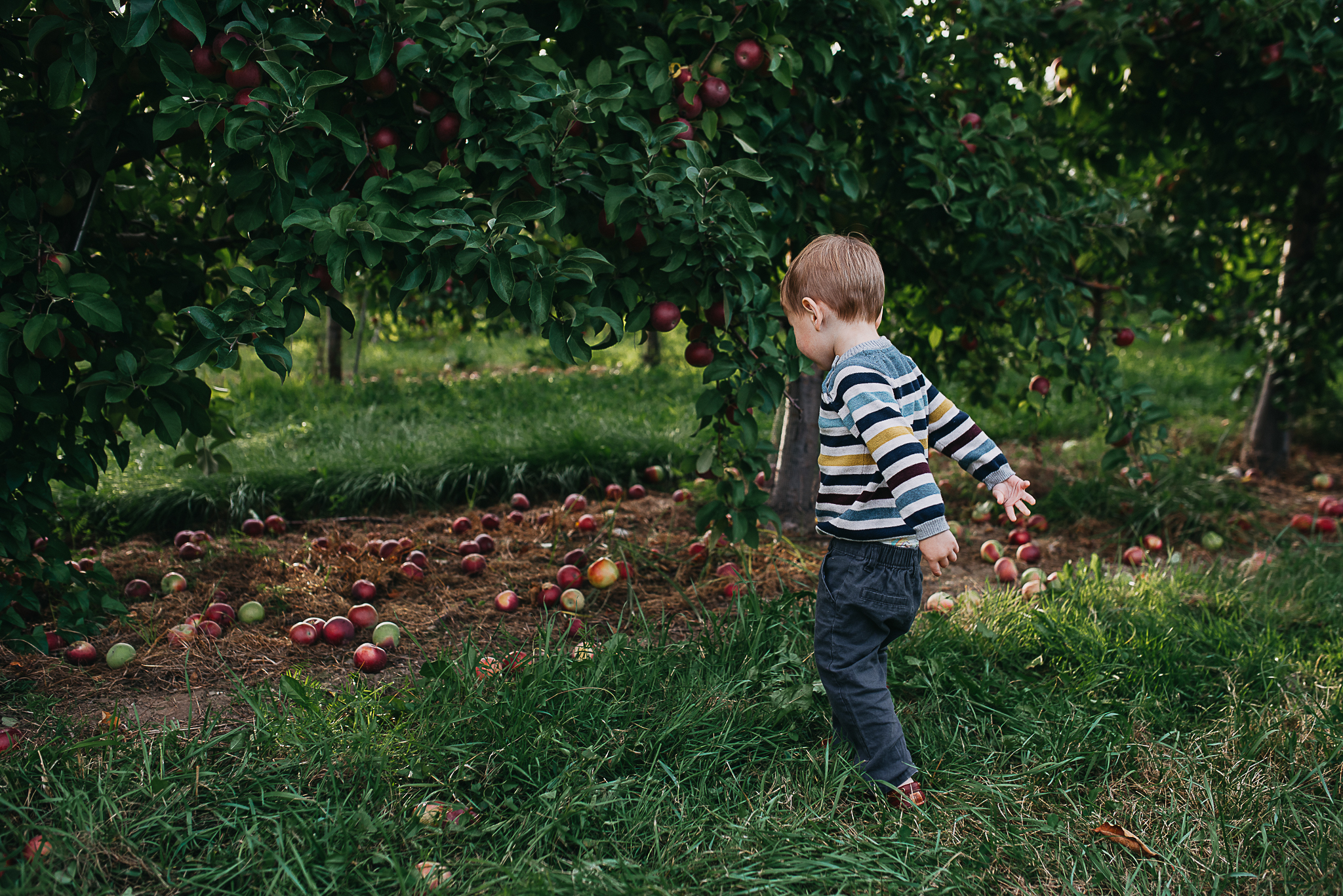 Poirier.orchard.comp--109.jpg