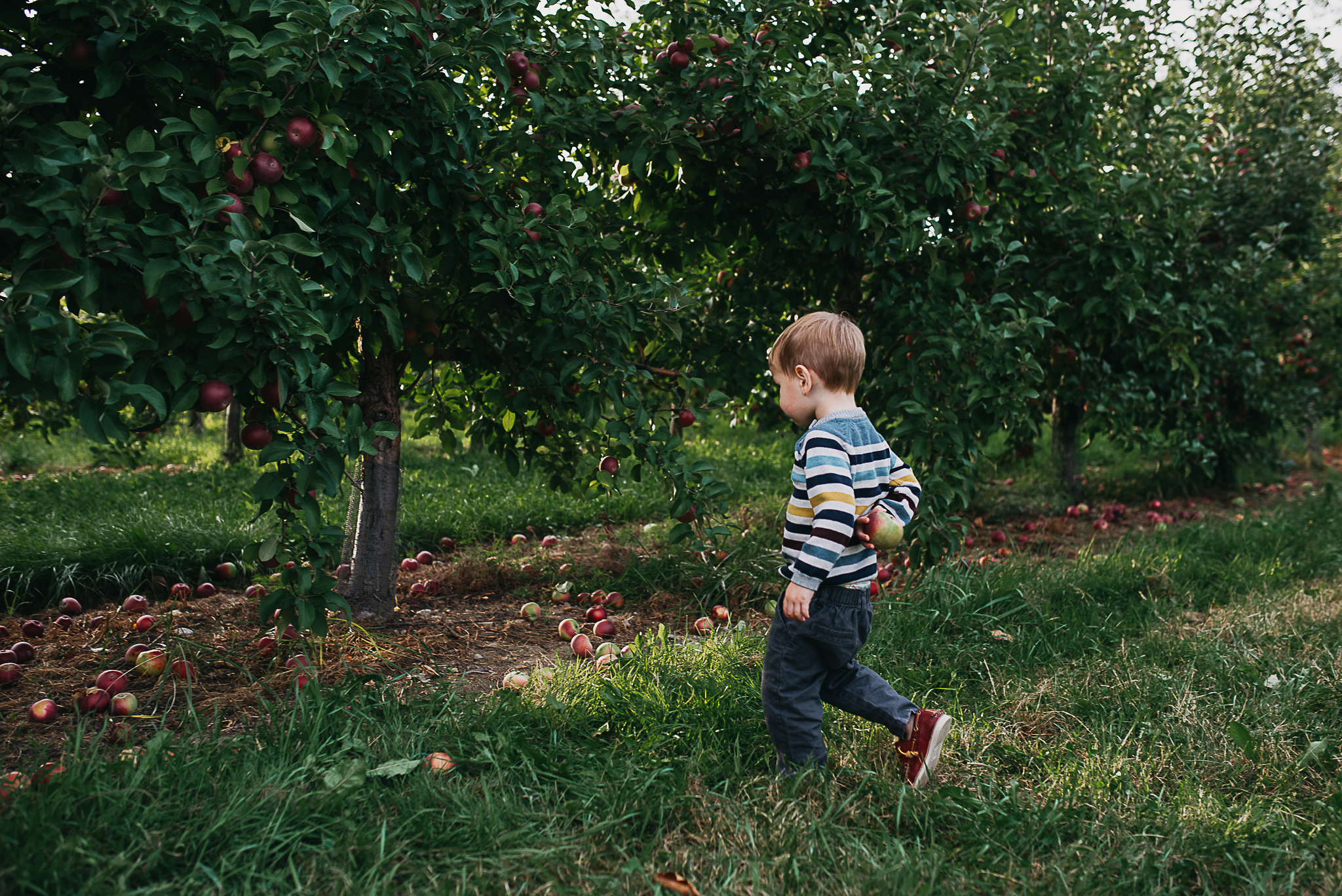 Poirier.orchard.comp--111.jpg