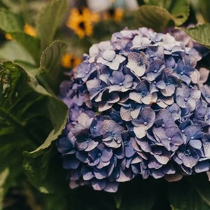 Elevate Your Maine Brand with Professional Photos