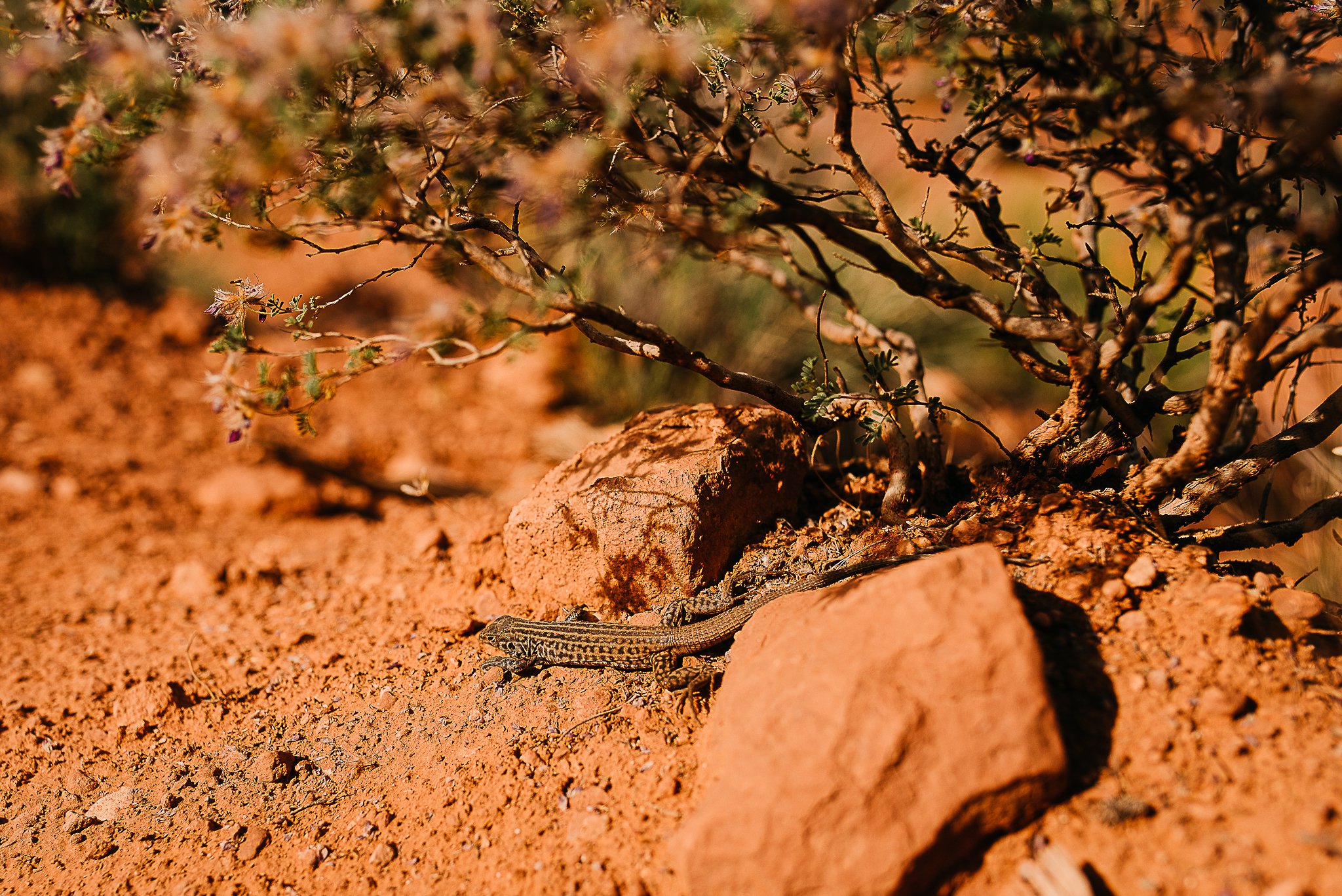 sedona-arizona-landscape-photography-rebecca-pinkham-stevenson-maine-photographer.may.2019.RPS.-7360.jpg