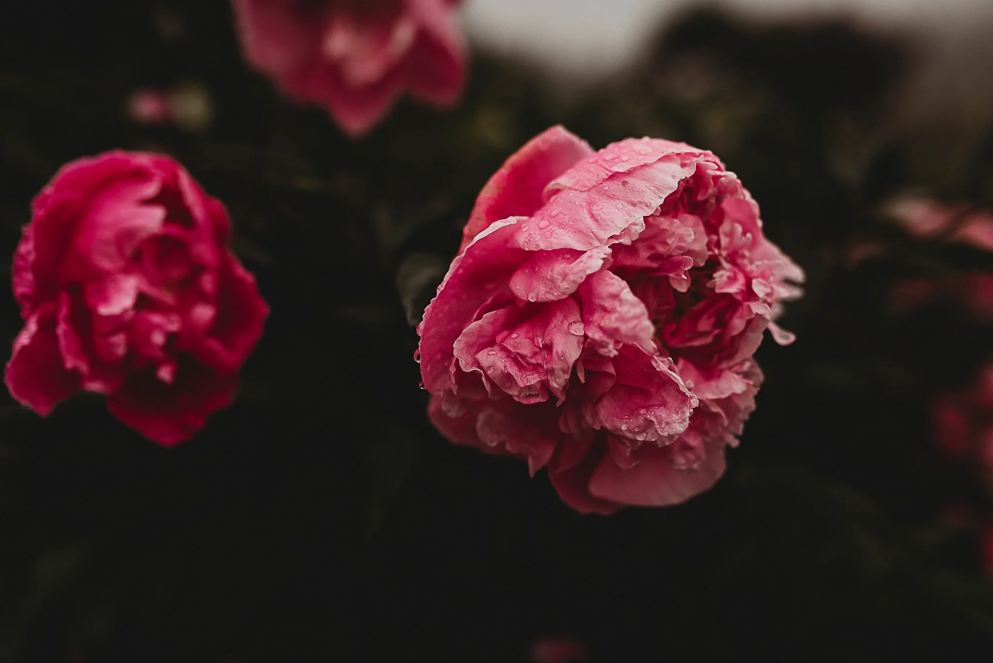 Luxury Maine Elopements: The Ultimate Guide to an Intimate, Scenic, and Cinematic Wedding Experience