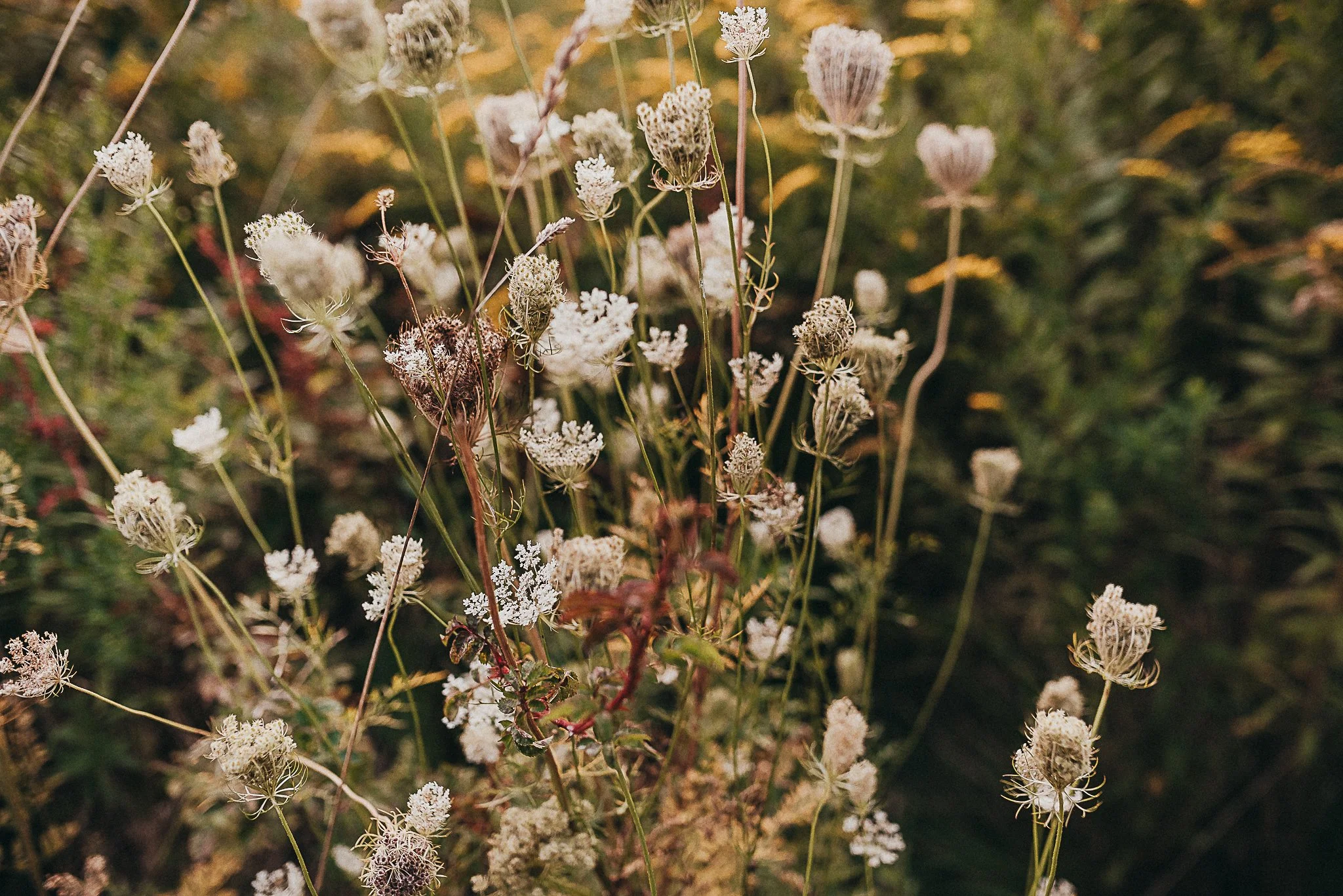 Family Portraits with Beaux and Arrows: Timeless Memories, Tailored to You