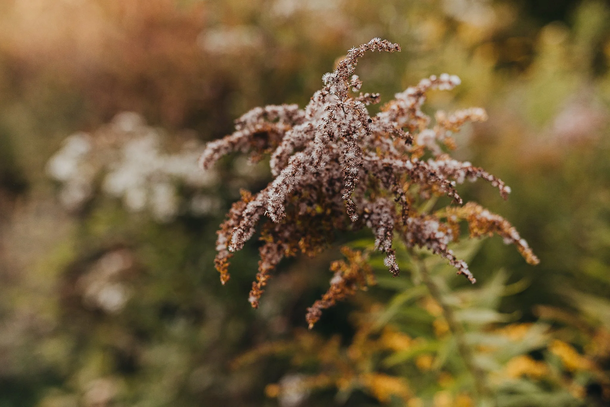 The Beaux &amp; Arrows Experience: Luxury Photography, Elevated Storytelling, and a Legacy of Artistry