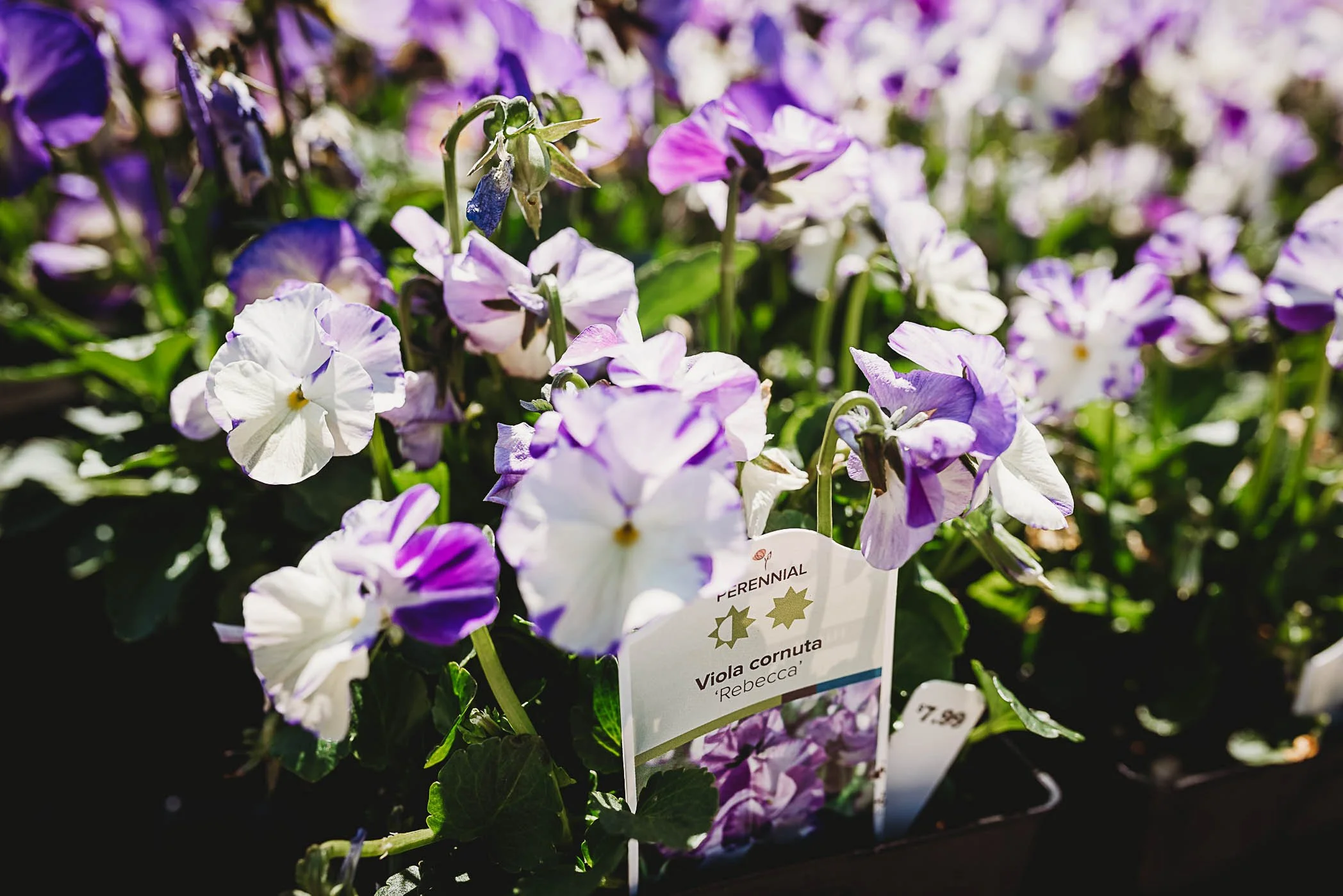 Authentic Visual Storytelling for Maine, New Hampshire, and New England Businesses