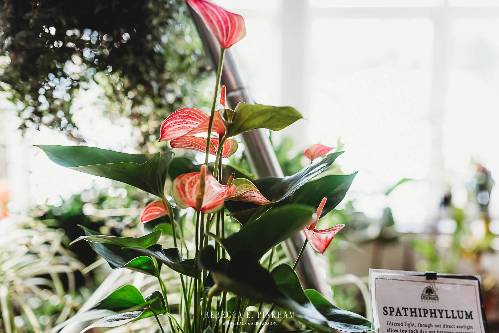 Elevate Your Brand with Lifestyle Photography Across Maine, New Hampshire, and Beyond