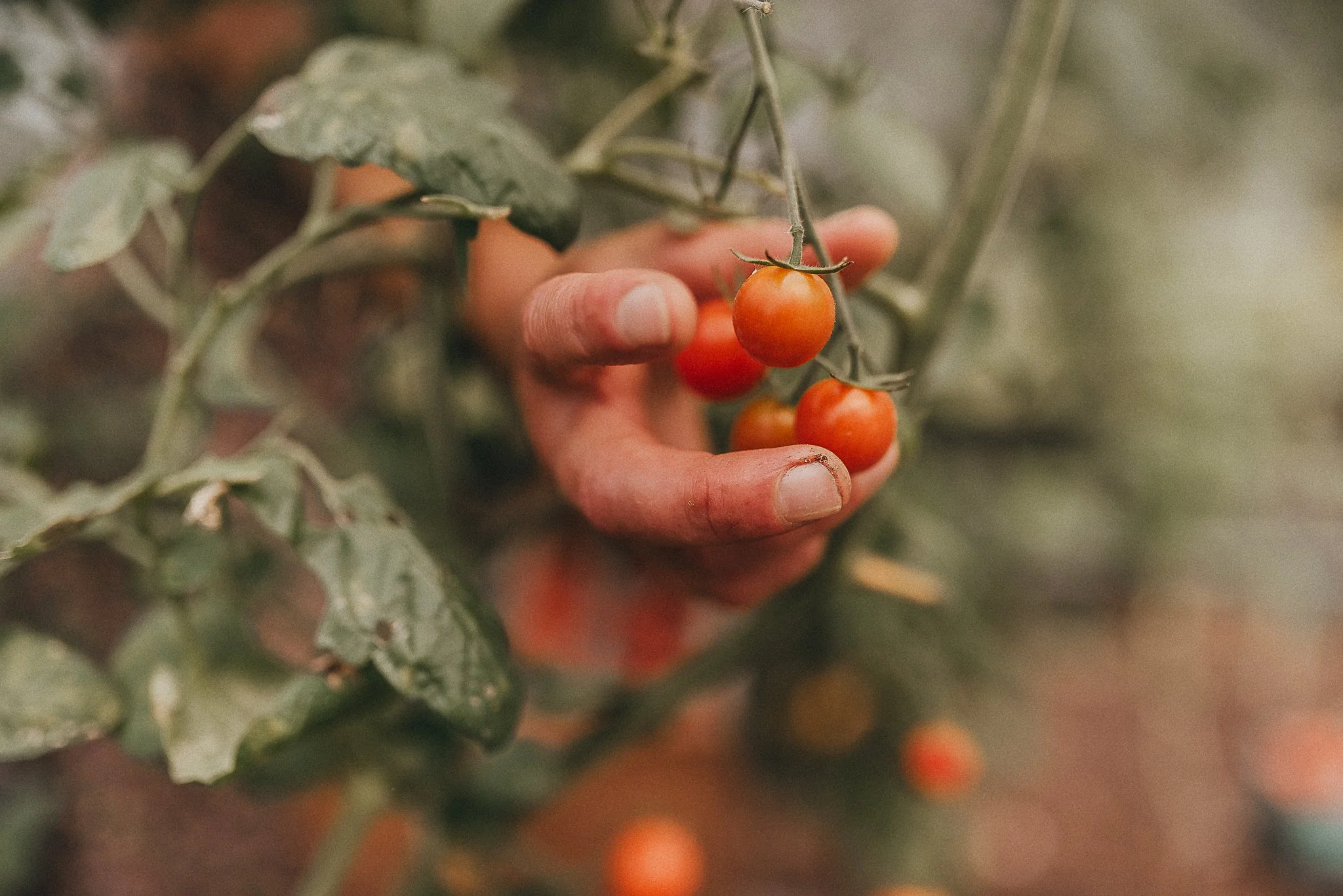 Vista of Maine Tasting Room, Vineyard, Orchard and Cidery