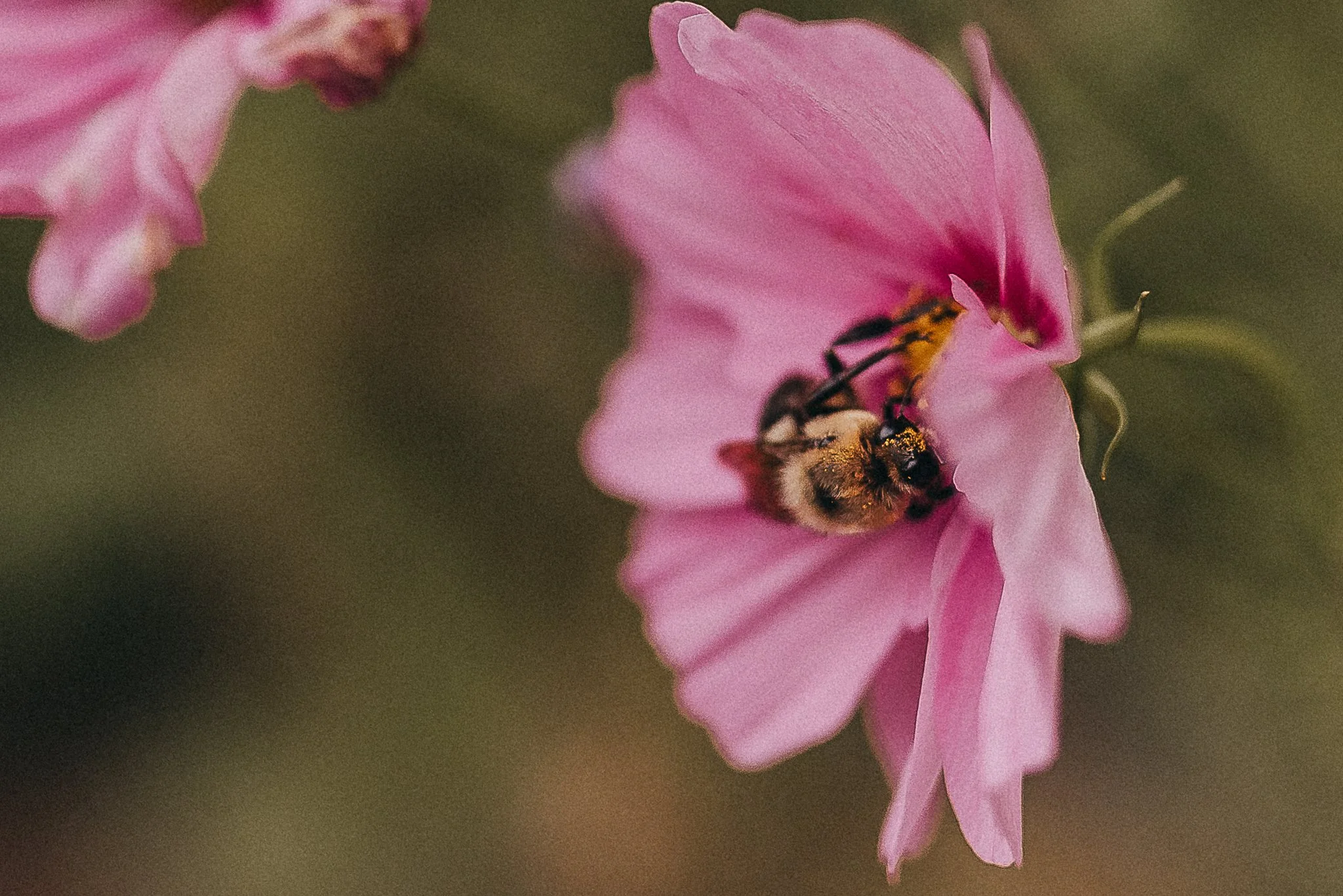 🎀Why Choose Rebecca Pinkham for Your Boudoir Experience?