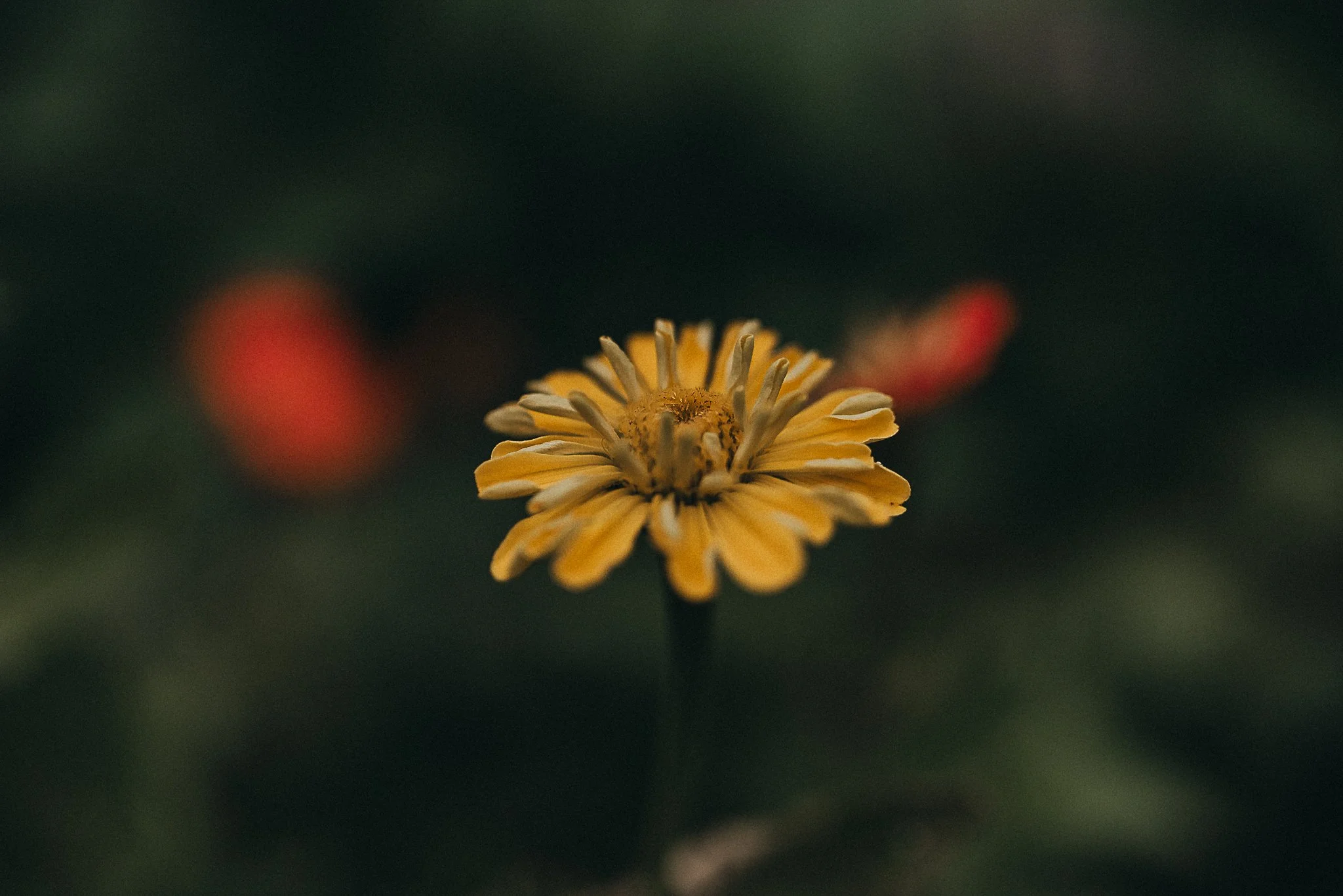 Your Top Questions Answered: Luxury Elopements and Photography in Maine