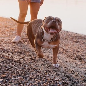 Smiling brown and white dog on a leash with a person standing nearby on a gravel path