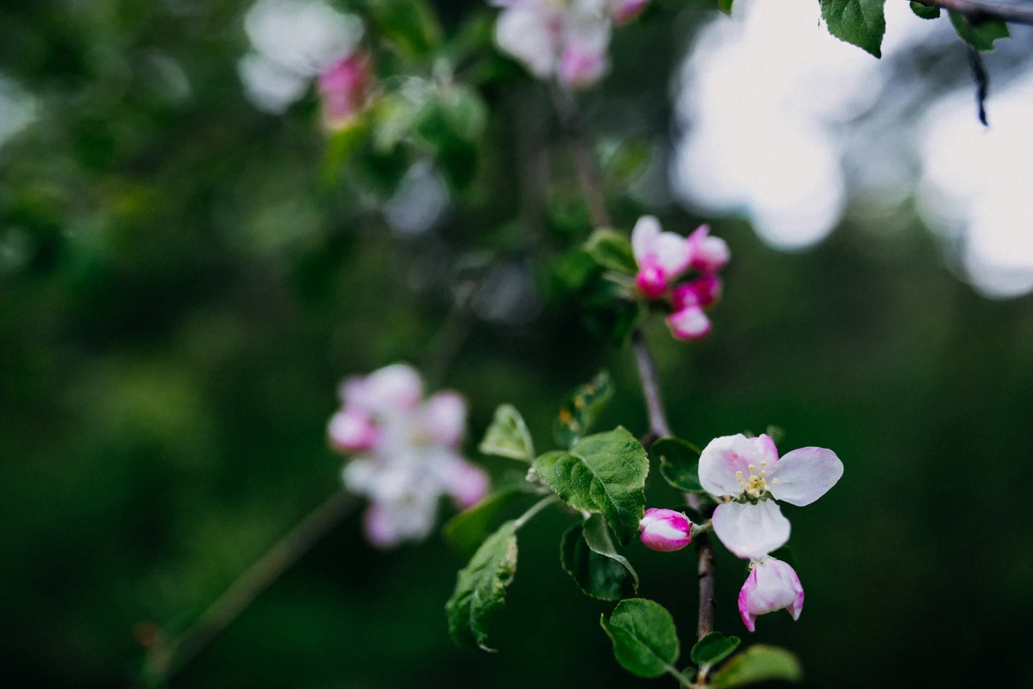 Maine Maternity Photography Rebecca Pinkham Beaux and Arrows New England Boston New Hampshire Photographer Motherhood