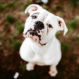 A young white dog with a black nose and expressive face looking up at the camera outdoors.