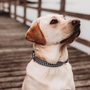 Labrador Retriever on a wooden bridge