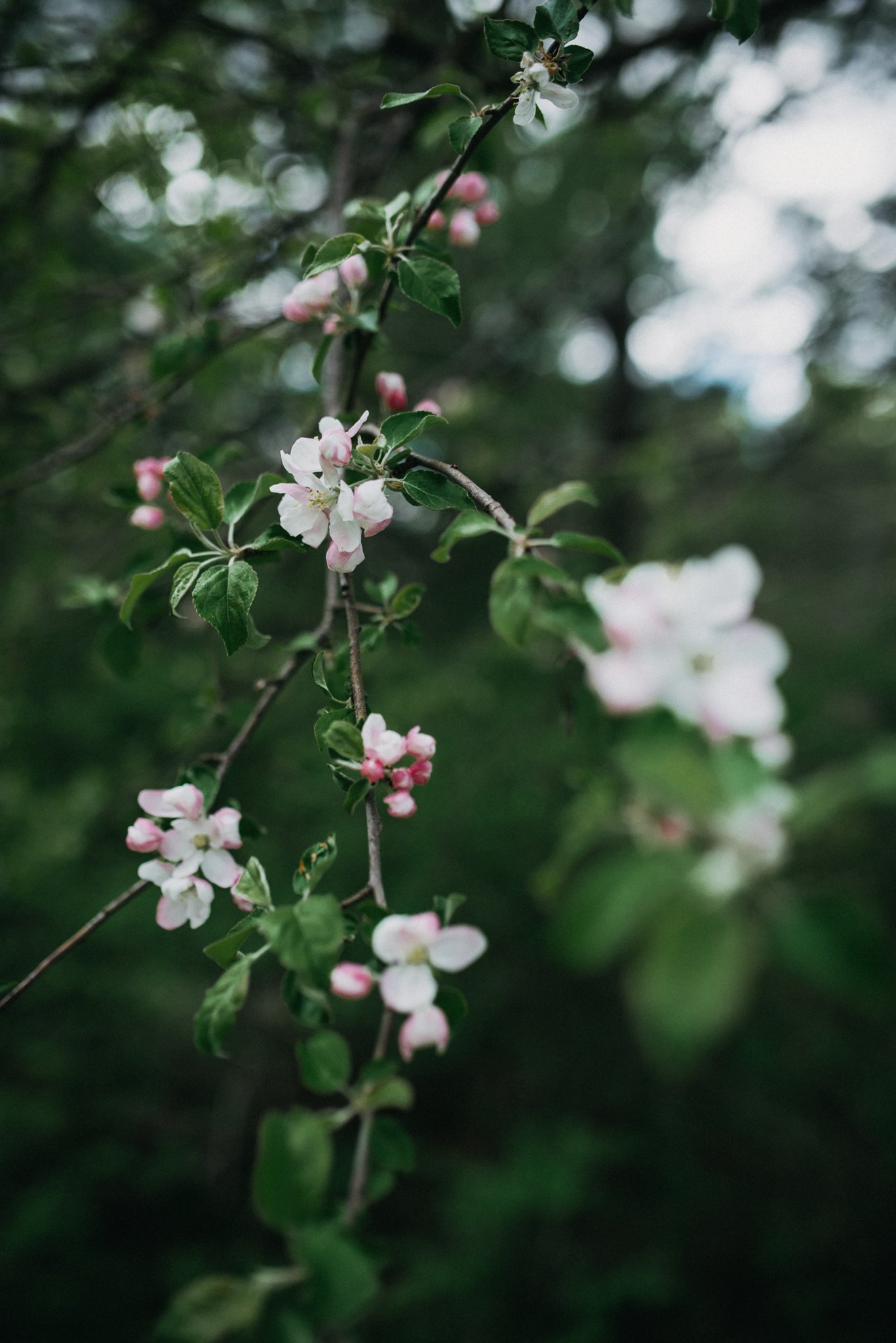 Maine Maternity Photography Rebecca Pinkham Beaux and Arrows New England Boston New Hampshire Photographer Motherhood