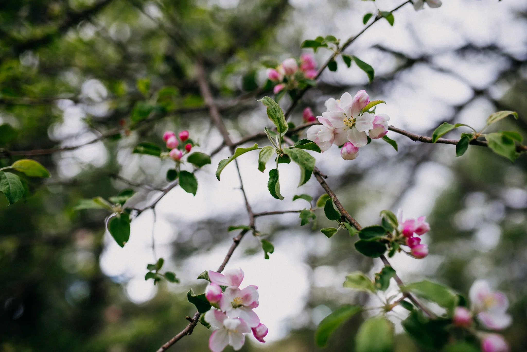 Maine Maternity Photography Rebecca Pinkham Beaux and Arrows New England Boston New Hampshire Photographer Motherhood