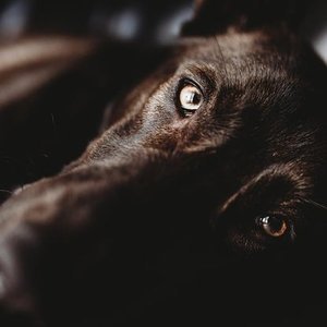 Close-up of a black dog's face, highlighting its eyes and fur.