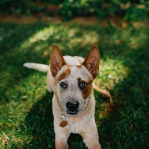 A small dog with a white face and tan body sitting on green grass, looking directly at the camera.