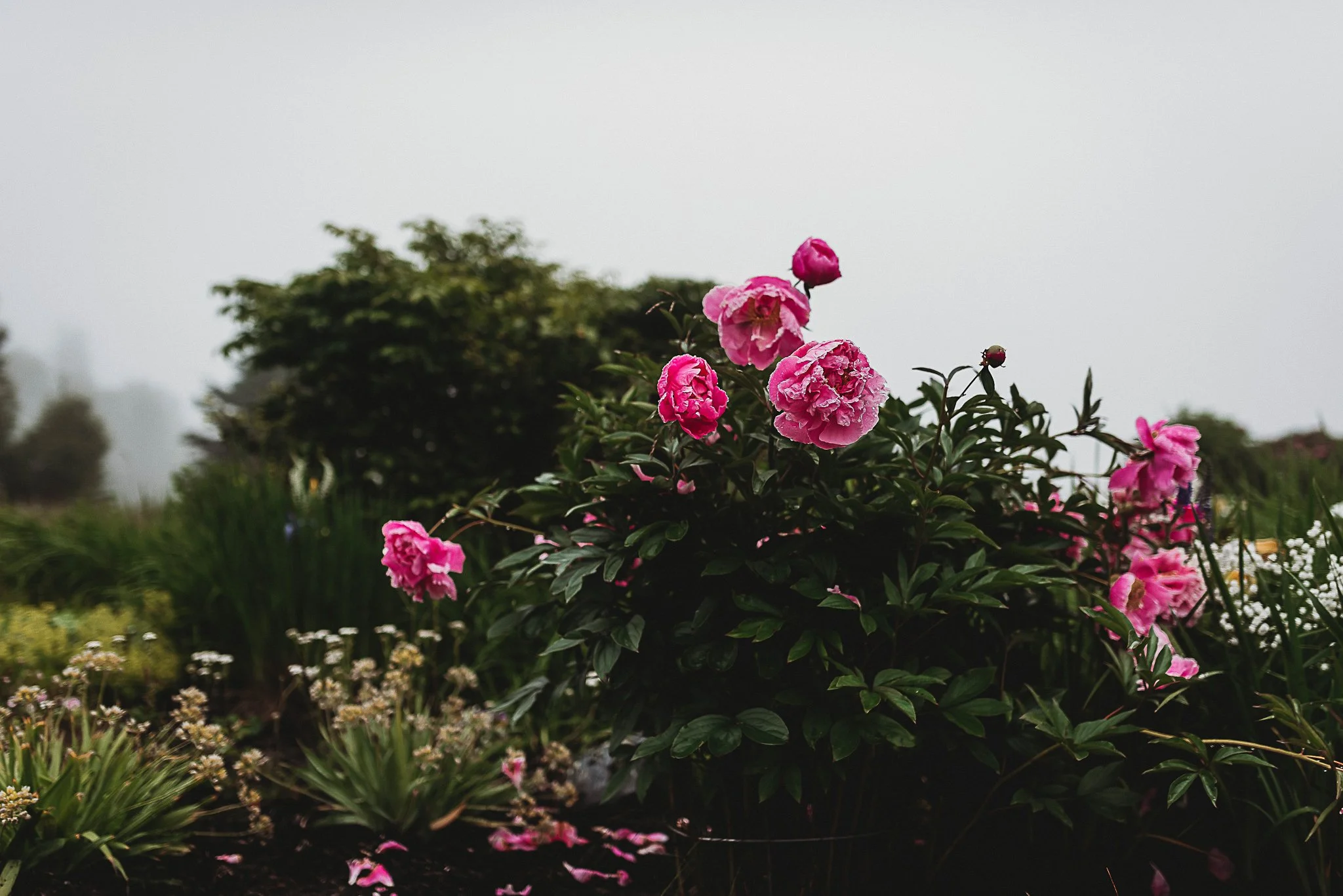 Acadia National Park elopement photographed by a Maine elopement photographer with expertise in coastal weddings, national park permits, and intimate ceremonies
Downeast Maine elopement photography capturing a couple getting married along the rocky c