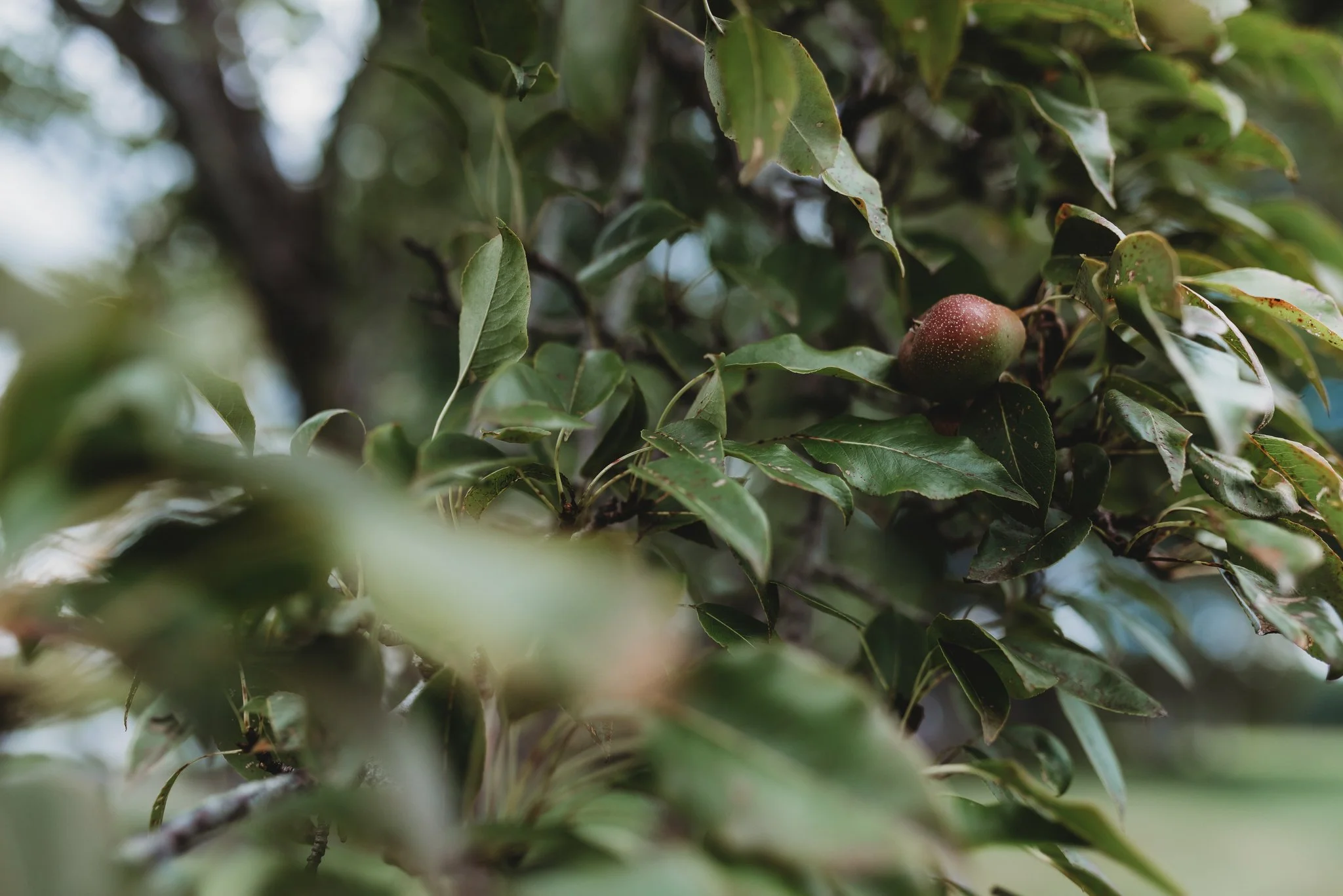 Maine Wedding Photographer, Maine Wedding Photography, New England Wedding Photographer