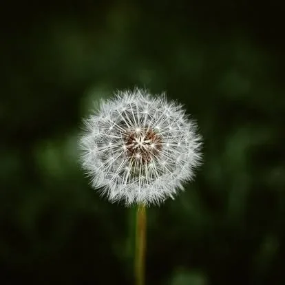 Acadia National Park elopement photographed by a Maine elopement photographer with expertise in coastal weddings, national park permits, and intimate ceremonies
Downeast Maine elopement photography capturing a couple getting married along the rocky c