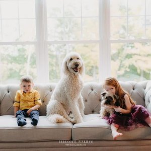 Child sitting on a sofa next to a large white dog and a girl holding a small dog in a bright living room with windows showing trees outside.