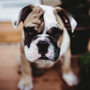 Close-up of an adorable bulldog puppy with a wrinkled face and big eyes sitting on a wooden floor.